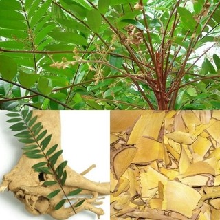 Lá cây mật nhân 1kg