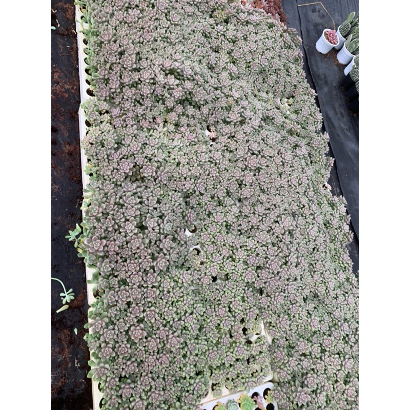 Sen đá kim tuyến vỉ