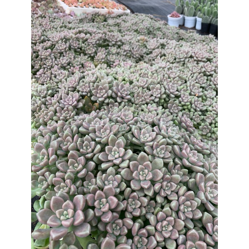 Sen đá kim tuyến vỉ