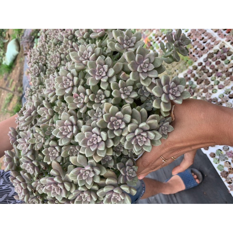 Sen đá kim tuyến vỉ