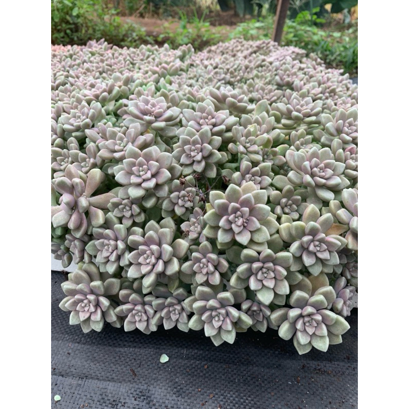 Sen đá kim tuyến vỉ