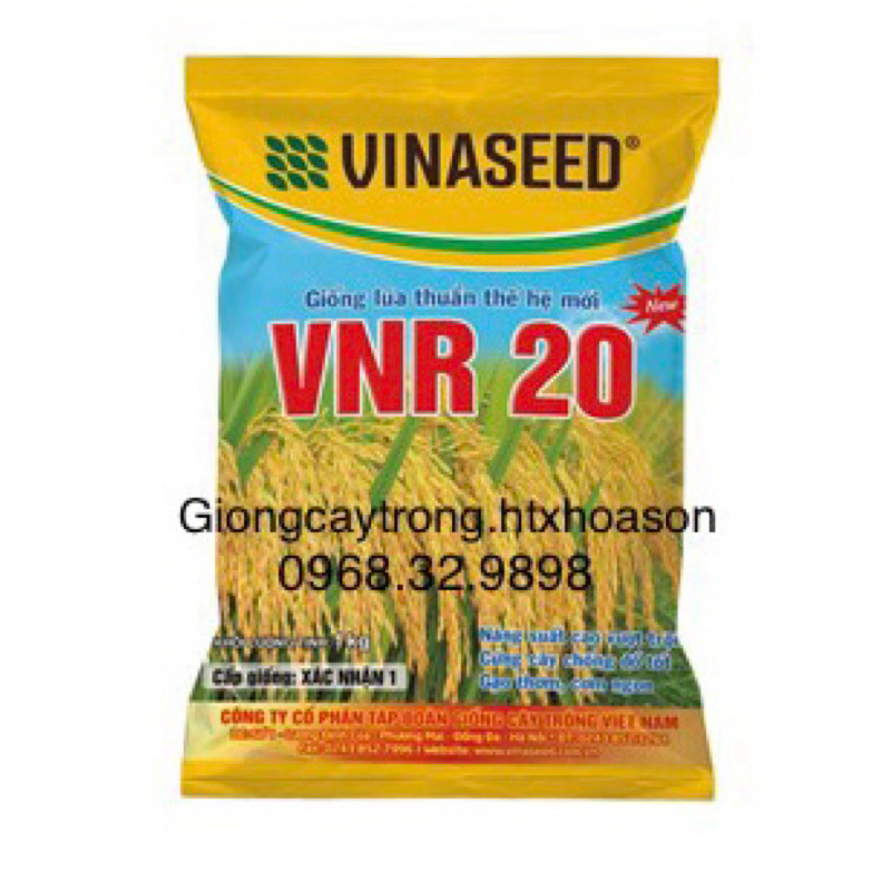 HẠT GIỐNG LÚA THUẦN VNR20 GÓI 1KG- NĂNG SUẤT CAO VƯỢT TRỘI- CỨNG CÂY CHỐNG ĐỔ TỐT- GẠO THƠM CƠM NGON