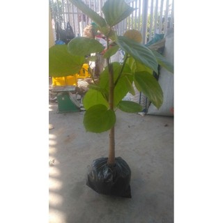 Cây vả mật cao 70 - 1m , nhanh cho trái . lh 0975449688