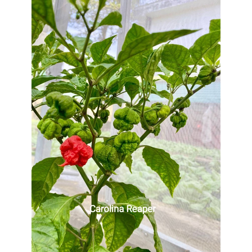 Hạt Giống Ớt Carolina Reaper Cay Nhất Thế Giới