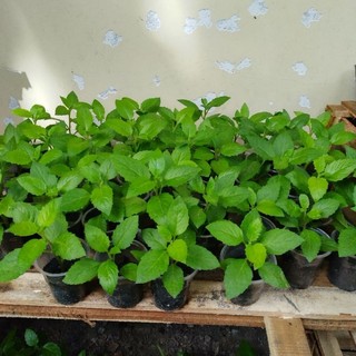 C.a.y giống rau bầu đất xanh