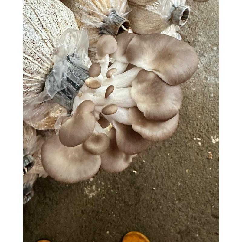 Phôi nấm bào ngư xám