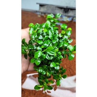Cây ráy nana petite thái | cây thuỷ sinh dán lũa đá - cực dễ chơi và chăm sóc