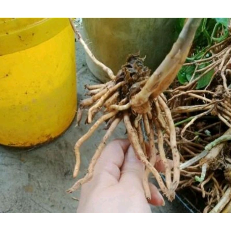 5 gốc măng tây