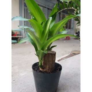 Cây phát tài - Cây thiết mộc lan