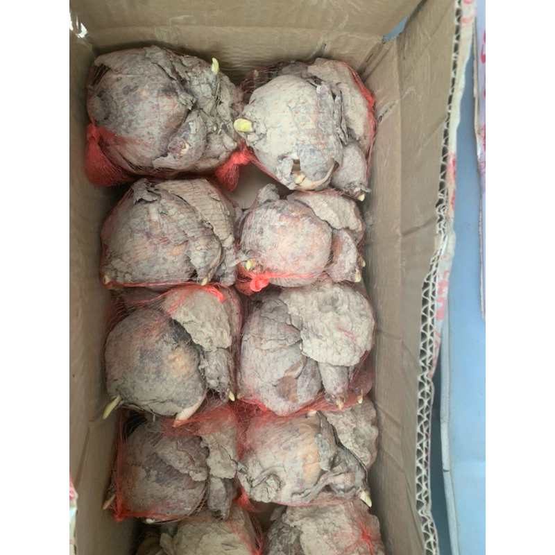 1 củ thủy tiên ở thùng thuỷ tiên 8 củ (thùng trắng)