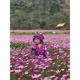 HẠT HOA SAO NHÁI HOA CÁNH BƯỚM hàng chuẩn hoa thật ở video