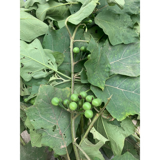 ♻️Cà gai leo tươi (0.5kg-1kg )khách đặt mới hái
