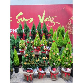 (HỎA TỐC HÀ NỘI) Cây tùng thơm,Cây sơn tùng NOEL kèm phụ kiện trang trí cây (chiều cao cả chậu)