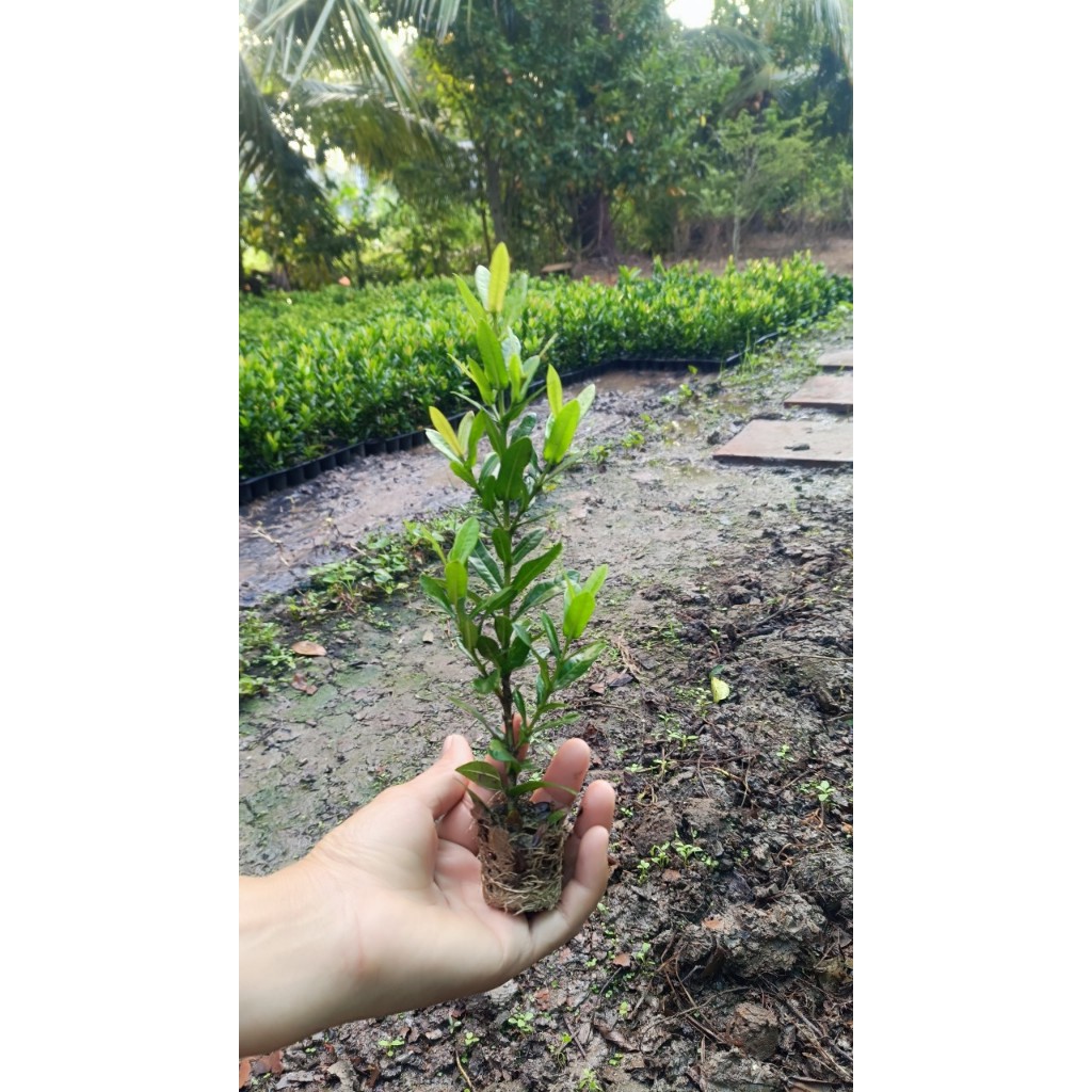 Cây bông trang(mẫu đơn) cây màu đỏ lá nhỏ rễ cực tốt