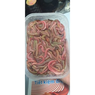 Rươi Tứ kì