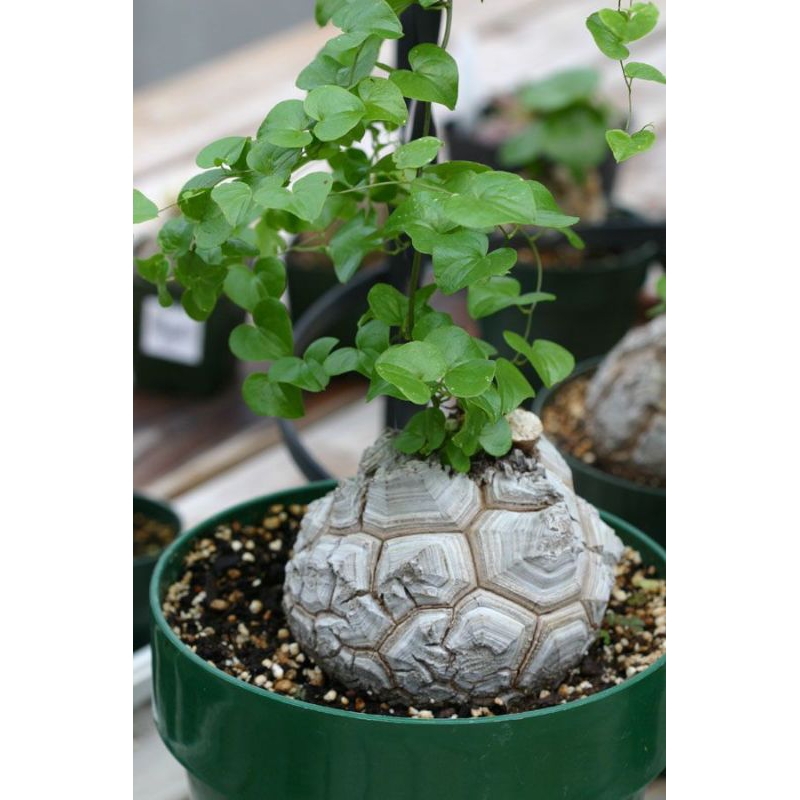 dioscorea elephantipes hàng nhập thái ( củ như ảnh cuối)