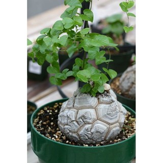 Dioscorea elephantipes