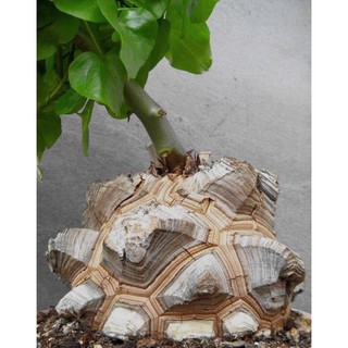 dioscorea elephantipes hàng nhập thái ( củ như ảnh cuối)