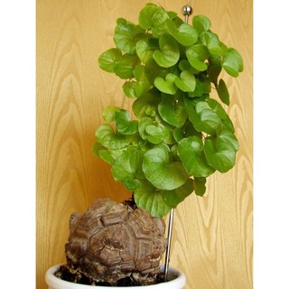 dioscorea elephantipes hàng nhập thái ( củ như ảnh cuối)