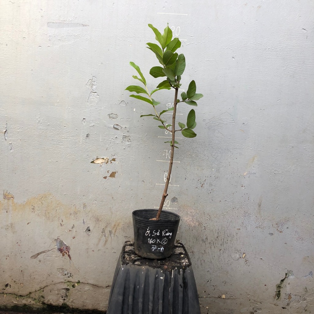Cây giống ỔI Sẻ Rừng