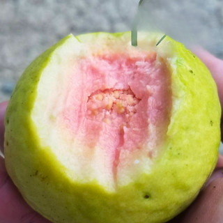Cây giống ỔI Sẻ Rừng