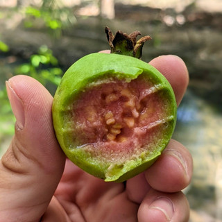 Cây giống ỔI Sẻ Rừng