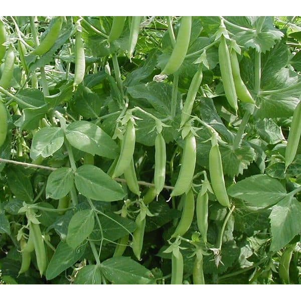 Hạt giống Đậu Hà Lan siêu quả