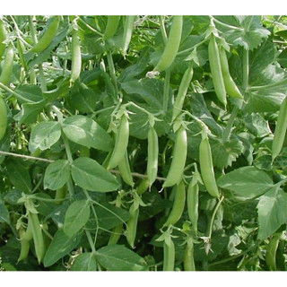 Hạt giống Đậu Hà Lan siêu quả