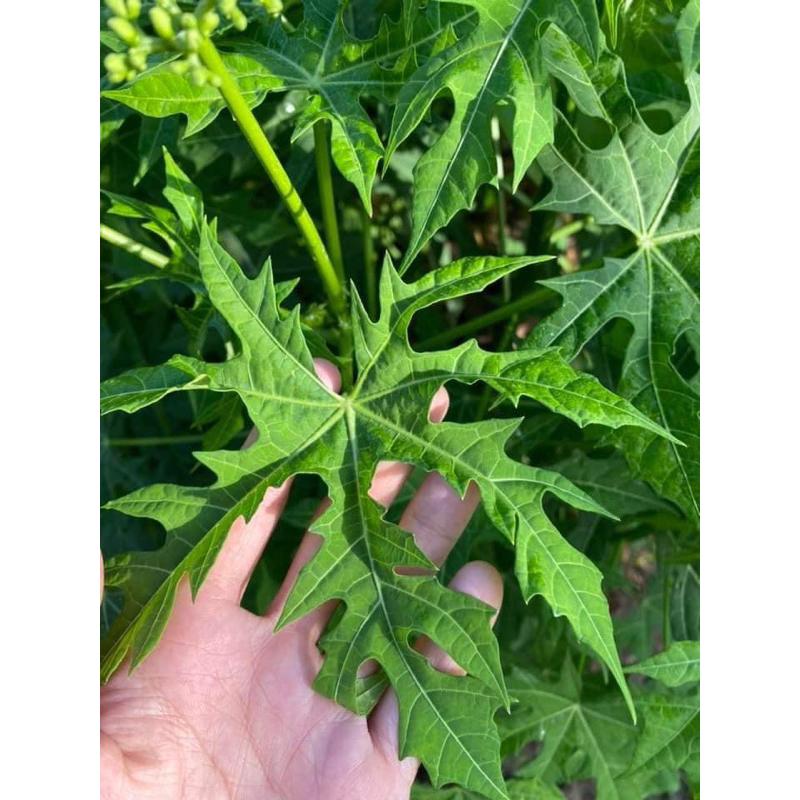 Giống rau bina chaya,