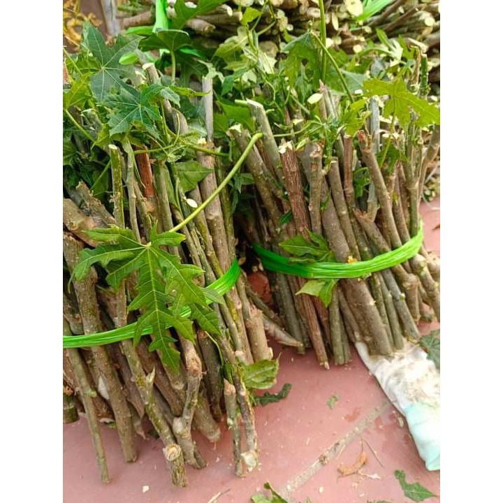 Giống rau bina chaya,