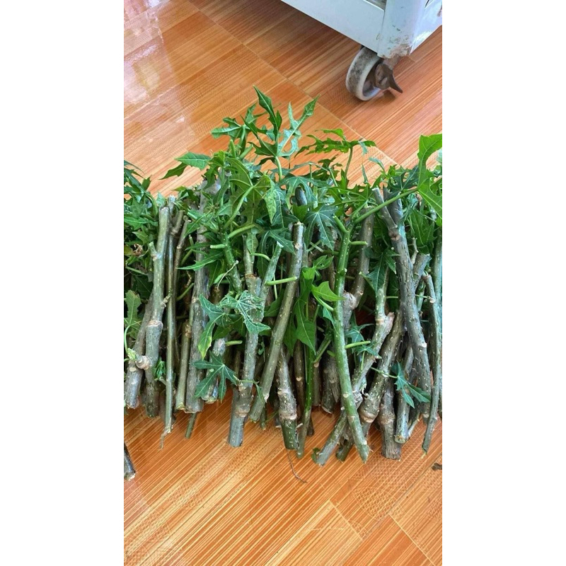 Giống rau bina chaya,