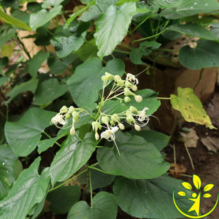 🌿 Bạc hà mèo với rễ, thân, lá đầy đủ - Bầu giống khỏe mạnh, uy tín