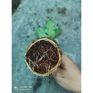 Siêu kích rễ, mầm cây trồng