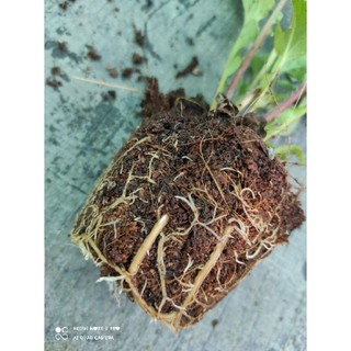 Siêu kích rễ, mầm cây trồng