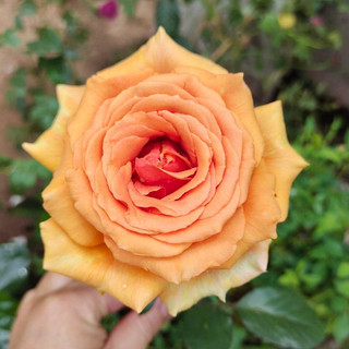 Hoa hồng Bora bora rose - hồng bụi, lâu tàn