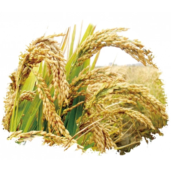 Bột gạo thơm ST25 Chính Hãng "Thành Râu", nấu bột ăn dặm, nấu cháo sườn, bột dinh dưỡng