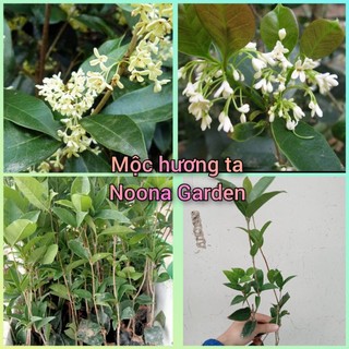 Cây giống mộc hương ta