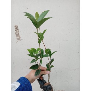 hoa mộc hương ta hoa vàng (cao 20-30cm)