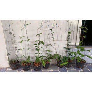 Cây giống lan cẩm cù