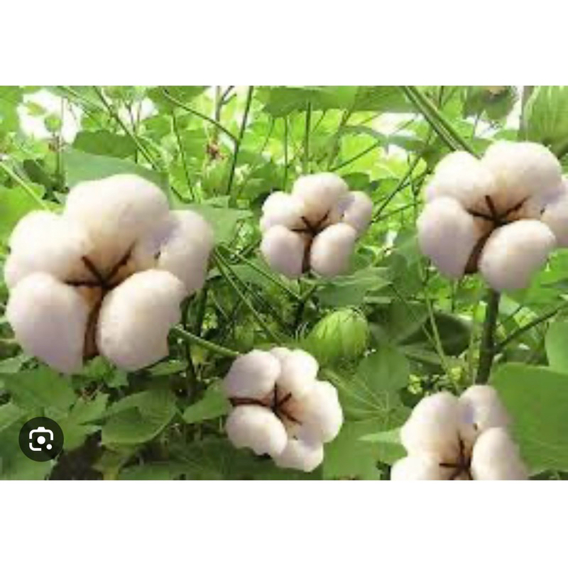 hạt giống cây bông vải(20hạt)