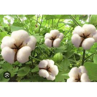 Hạt giống cây bông vải