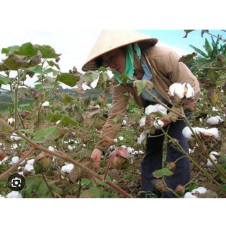 hạt giống cây bông vải(20hạt)