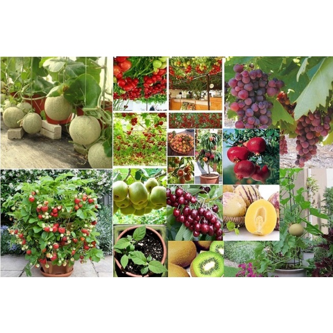 Phân tan chậm NPK 13-13-13+TE chuyên dùng cho hoa, cây ăn quả, cây trồng ban công sân thượng