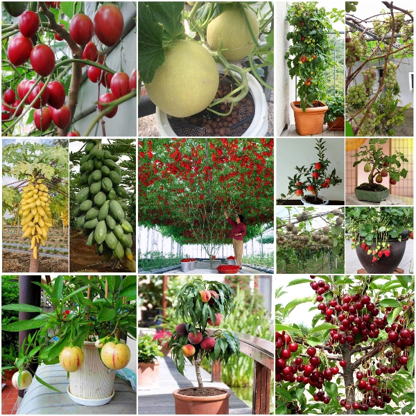 Phân tan chậm NPK 13-13-13+TE chuyên dùng cho hoa, cây ăn quả, cây trồng ban công sân thượng