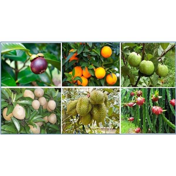 Phân tan chậm NPK 13-13-13+TE  chuyên dùng cho hoa, cây ăn quả, cây trồng ban công sân thượng