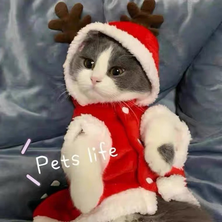 Quần áo tết giữ nhiệt cho chó mèo kèm bao lì xì may mắn dễ thương cao cấp