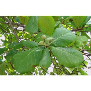 100g lá bàng khô rụng tự nhiên