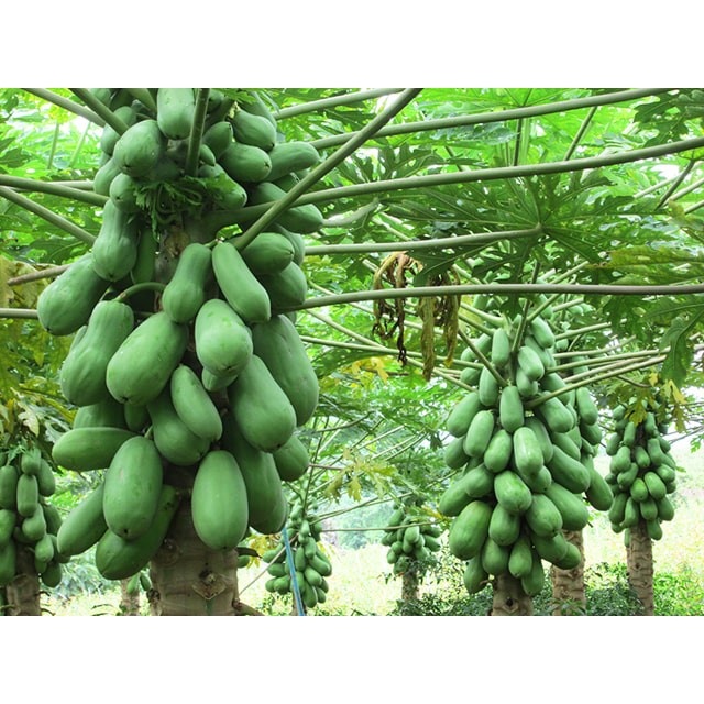 Phân bón tan nhanh NPK 20-20-15+TE  bổ sung vi lượng dùng cho hoa, cây ăn quả, cây trồng ban công sân thượng