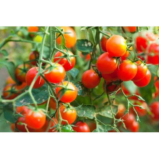 Phân tan chậm NPK 13-13-13+TE  chuyên dùng cho hoa, cây ăn quả, cây trồng ban công sân thượng