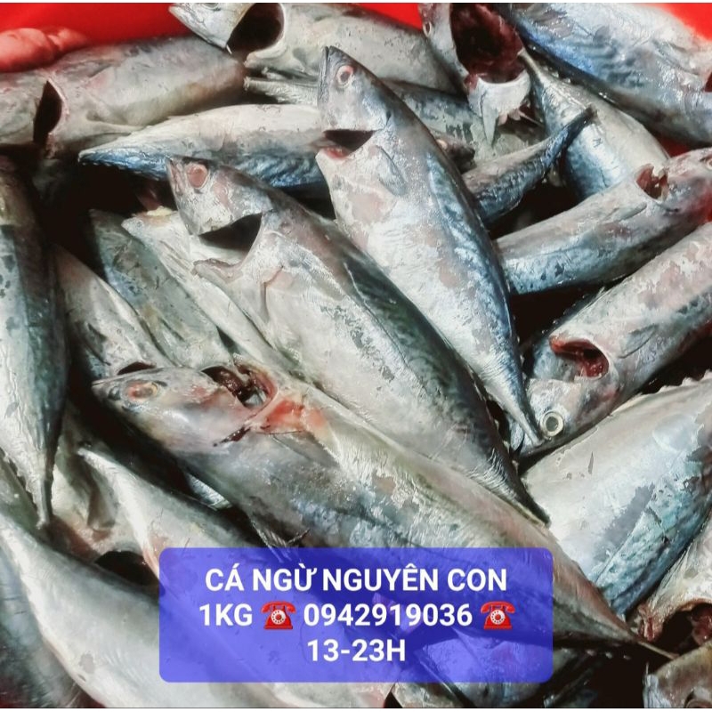Cá Ngừ xay/Cá nguyên con làm raw/pate tươi cho chó mèo 🐱🐶❤️ 1Kg - Thức ăn tươi cho chó mèo - Joyful Day - SHIP HỎA TỐC